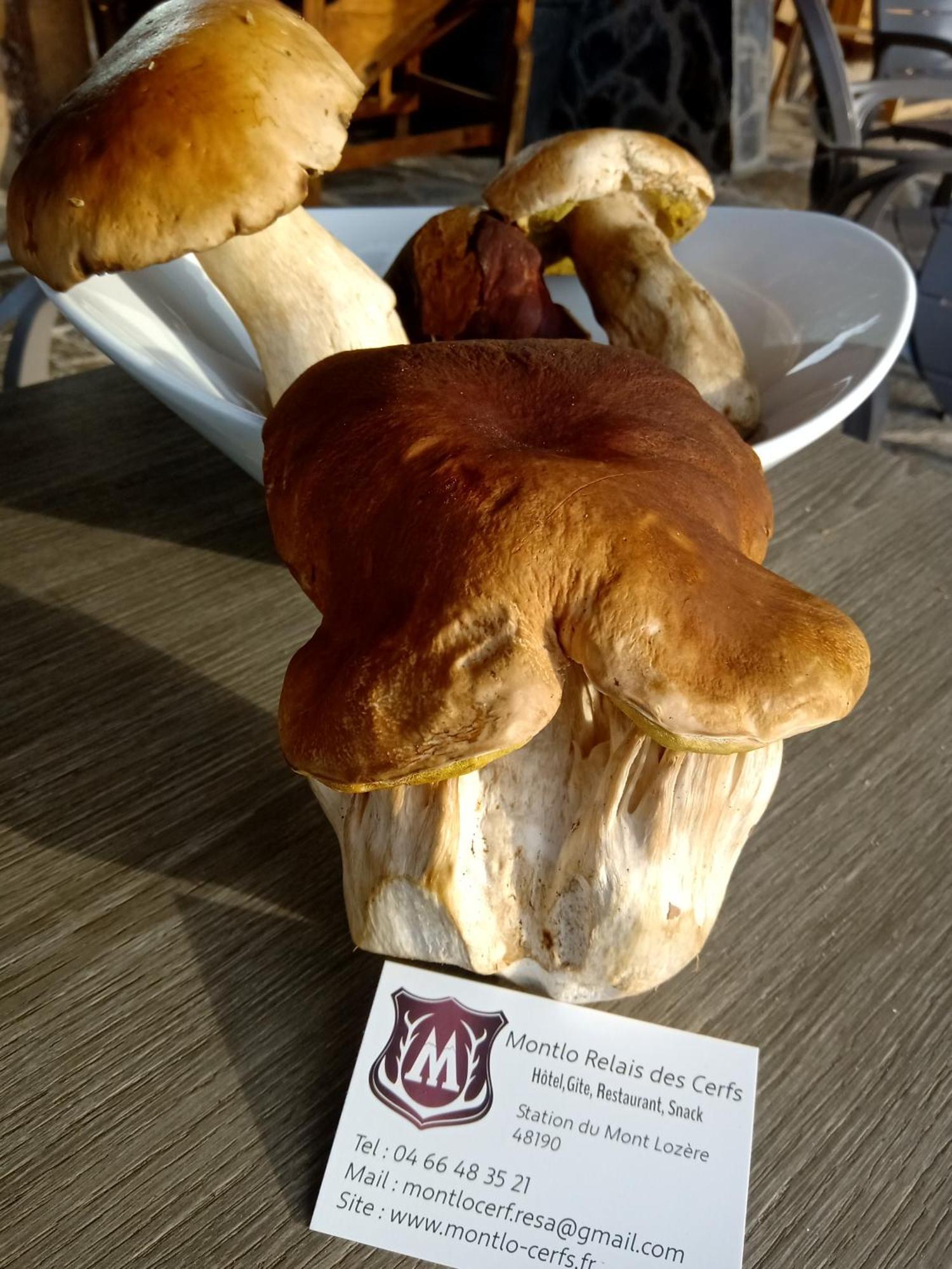 Montlo Relais Des Cerfs Hotel Cubieres Eksteriør billede